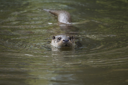 A European otter floats in the waterの写真素材