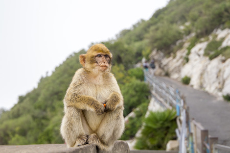 Barbary Macaque from Gibraltar sits on a railing and eats an orangeの写真素材