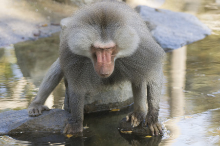 Baboon is looking for food on the waterの写真素材