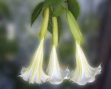 A bloom of a grown datura on a balkony in the city of Prague.の写真素材