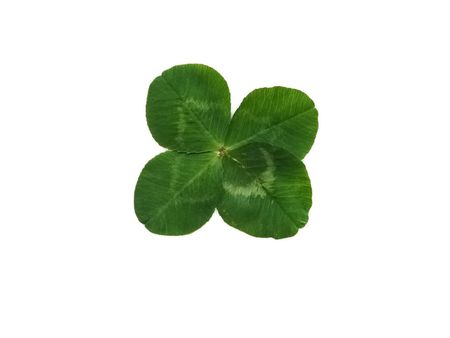 Detail of a quarterfoil leaf blade of cloverの写真素材