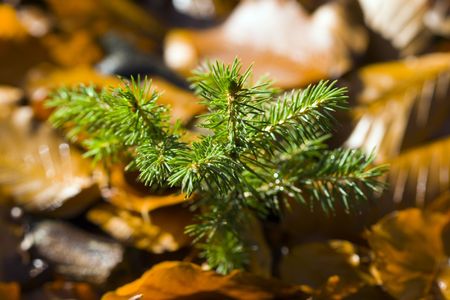 a twig of a spruce sapling with droplets of water - macroの写真素材