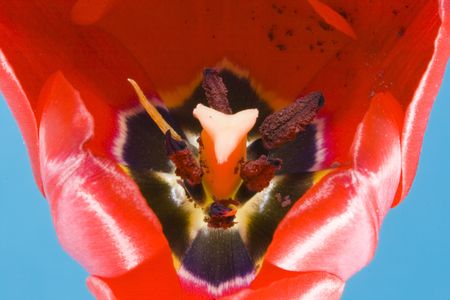 a bloom of a red tulip on the blue background - macroの写真素材