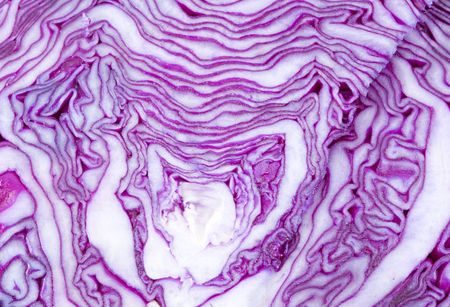 texture of a sliced head of cabbage - detailの写真素材