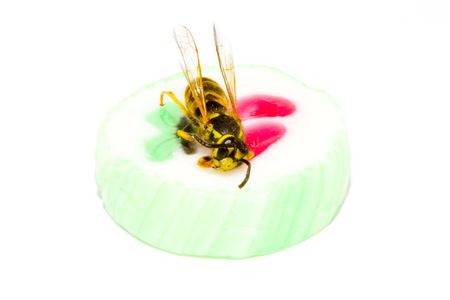 a common wasp on a piece of sweet candy - Vespula vulgarisの写真素材
