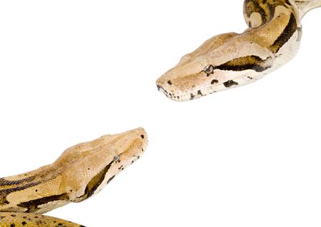 two large snakes (Boa Constrictor) meeting each other