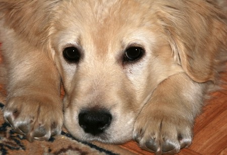 a close-up photo of puppy of golden retriever on the floor