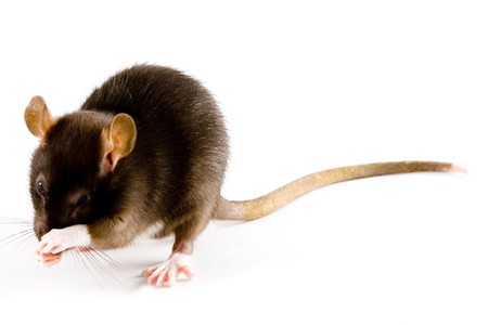a close-up photo of a common or brown ratの写真素材