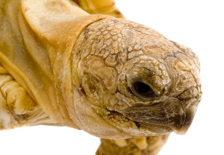 detail of the head of a young tortoise (Geochelone Pardalis) - on the white background