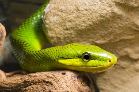 young Red Tailed Racer (Gonyosoma oxycephala) - detail of head