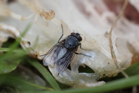 Fly macro on fish. Close-up of a fly eats fishの写真素材