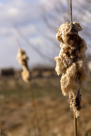 River plant - fluffy reed against a blurred unfocus background of rural nature landscapeの写真素材