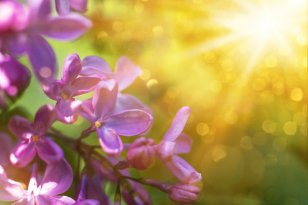 Violet lilac flowers close up with sun rays and bokeh spring background or summer backgroundの写真素材