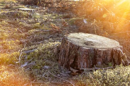 Concept of deforestation - the destruction of forests - environmental problem the worldの写真素材