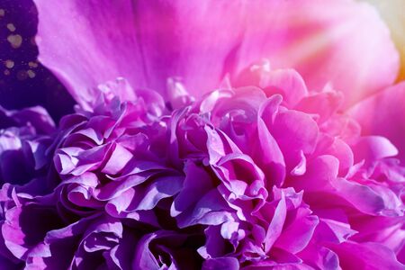 fresh bright blooming peonies flowers in sunlightの写真素材