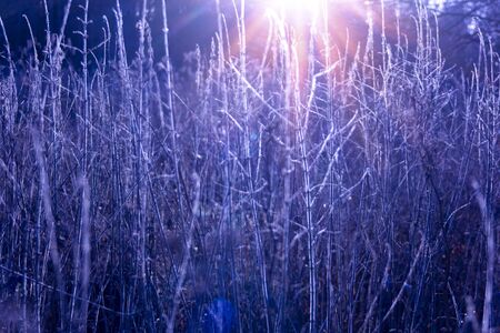 Autumn river marsh grass in rays of autumn sun - beautiful gentle natural backgroundの写真素材