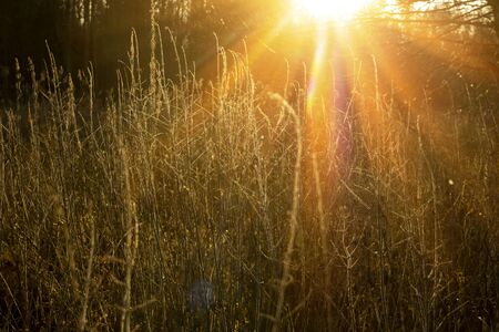 Autumn river marsh grass in rays of autumn sun - beautiful gentle natural background