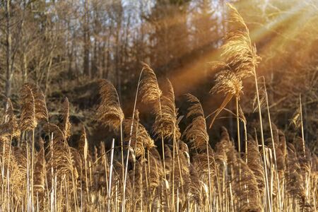 Autumn river marsh grass in rays of autumn sun - beautiful gentle natural backgroundの写真素材