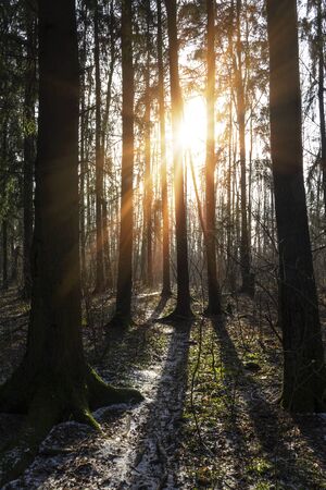 Majestic landscape with morning rays of sun autumn winter trees in dark park forest alleyの写真素材