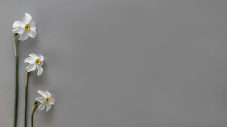 Gray floral background with beautiful fresh spring daffodils flowers. Flower Background with free space for text.の写真素材