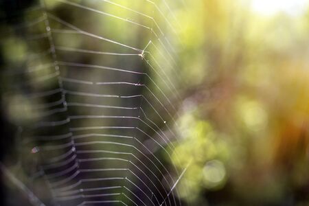 Spider web Cobweb close up against a blurred natural green sunny backgroundの写真素材