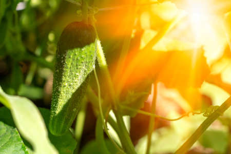 Bright orange calendula flowers on a summer day. Calendula officinalis in the garden. Sunny day.の写真素材