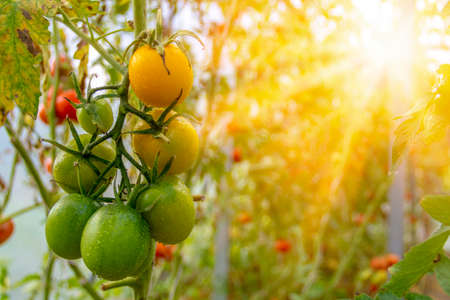Heirloom beefsteak tomatoes, growing in a greenhouse, with both ripe and unripe fruits on the vine.