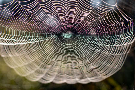 Beautiful spider web close-up on the background of nature. Selective frocusの写真素材