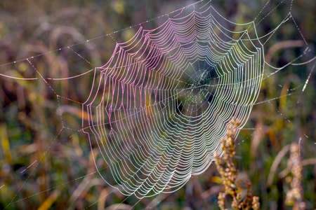 Beautiful spider web close-up on the background of nature. Selective frocusの写真素材