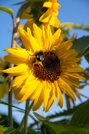 Bumblebee bee on a sunflower flower close up against the sky on a sunny dayの写真素材