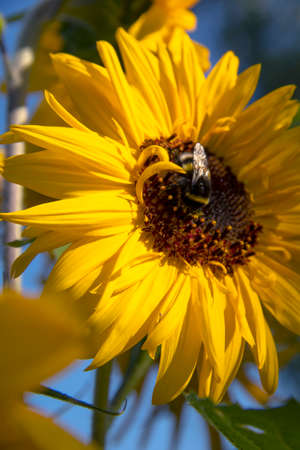 Bumblebee bee on a sunflower flower close up against the sky on a sunny dayの写真素材