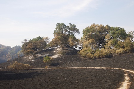 Santa Rosa - Shiloh Regional Park after Fireの写真素材