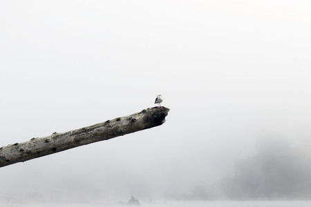 Goat Rock Beach -  northwestern Sonoma County, California,  is the mouth of the Russian River, and the southern end of this crescent shaped expanse is the massive Goat. Seagull, Seal.の写真素材