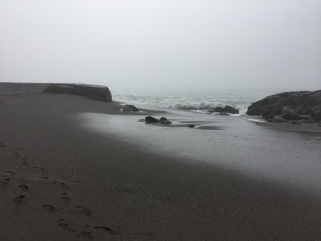 Goat Rock Beach -  northwestern Sonoma County, California,  is the mouth of the Russian River, and the southern end of this crescent shaped expanse is the massive Goat. Seagull, Seal.の写真素材