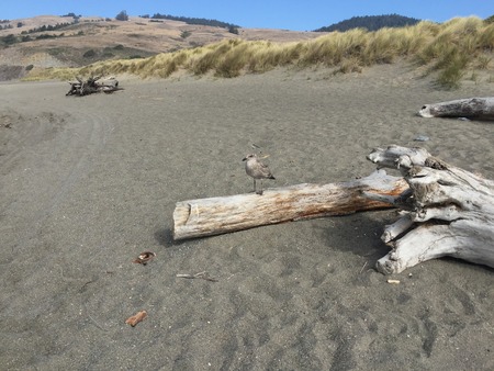 Goat Rock Beach -  northwestern Sonoma County, California,  is the mouth of the Russian River, and the southern end of this crescent shaped expanse is the massive Goat. Seagull, Seal.の写真素材