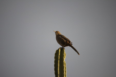 Desert birds tend to be much more abundant where the vegetation is lusher and thus offers more...