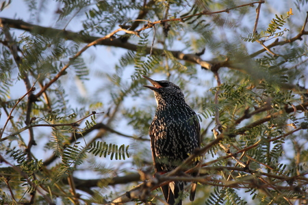 Desert birds tend to be much more abundant where the vegetation is lusher and thus offers more insects, fruit and seeds as food.   Where the Arizona cities of Phoenix, Scottsdale, Tucson and Mesa adjoin desert washes or foothills these birds can be common as well.の写真素材