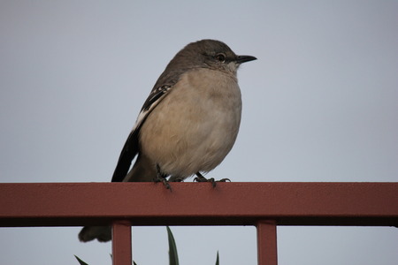 Desert birds tend to be much more abundant where the vegetation is lusher and thus offers more insects, fruit and seeds as food.   Where the Arizona cities of Phoenix, Scottsdale, Tucson and Mesa adjoin desert washes or foothills these birds can be common as well.の写真素材