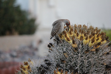 Desert birds tend to be much more abundant where the vegetation is lusher and thus offers more insects, fruit and seeds as food.   Where the Arizona cities of Phoenix, Scottsdale, Tucson and Mesa adjoin desert washes or foothills these birds can be common as well.の写真素材
