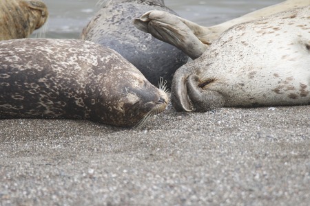 Goat Rock Beach - Sonoma County, California. Each spring a large sand spit builds up in Jenner, right at the mouth of the Russian River. Seals love hanging out at the Pacific Coast beaches.の写真素材