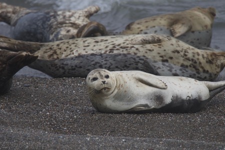 Goat Rock Beach - Sonoma County, California. Each spring a large sand spit builds up in Jenner, right at the mouth of the Russian River. Seals love hanging out at the Pacific Coast beaches.の写真素材