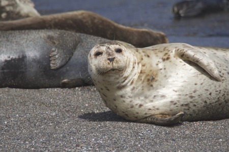 Goat Rock Beach - Sonoma County, California. Each spring a large sand spit builds up in Jenner, right at the mouth of the Russian River. Seals love hanging out at the Pacific Coast beaches.の写真素材
