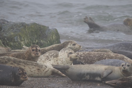 Goat Rock Beach - Sonoma County, California. Each spring a large sand spit builds up in Jenner, right at the mouth of the Russian River. Seals love hanging out at the Pacific Coast beaches.の写真素材