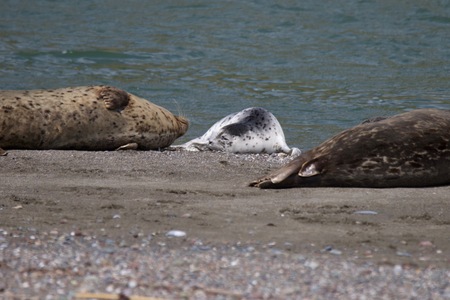 Goat Rock Beach - Sonoma County, California. Each spring a large sand spit builds up in Jenner, right at the mouth of the Russian River. Seals love hanging out at the Pacific Coast beaches.の写真素材