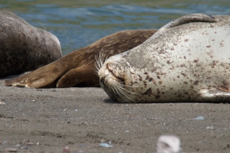 Goat Rock Beach - Sonoma County, California. Each spring a large sand spit builds up in Jenner, right at the mouth of the Russian River. Seals love hanging out at the Pacific Coast beaches.の写真素材