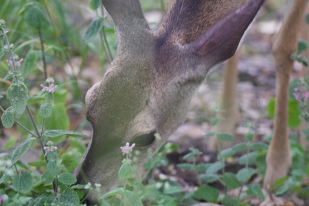 Shiloh Ranch Regional California - deer.  The park includes oak woodlands, forests of mixed evergreens, ridges with sweeping views of the Santa Rosa Plain, canyons, rolling hills, a shaded creekの写真素材