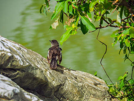 Tree Sparrow Passer Montanus In The Parkの素材