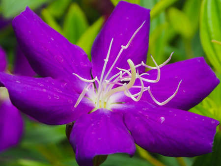 Closeup Of Violet Flower Blossomの素材