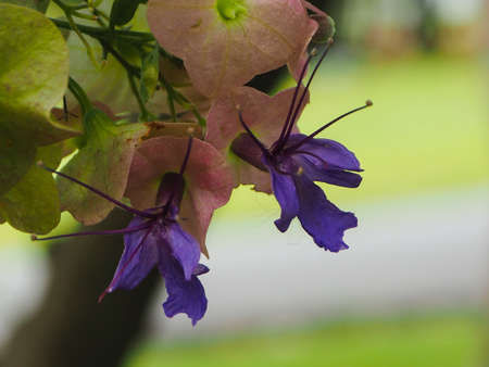 Purple Chinese Hat Holmskioldia Tettensis, Flora Of Tropical Africa And Asiaの素材