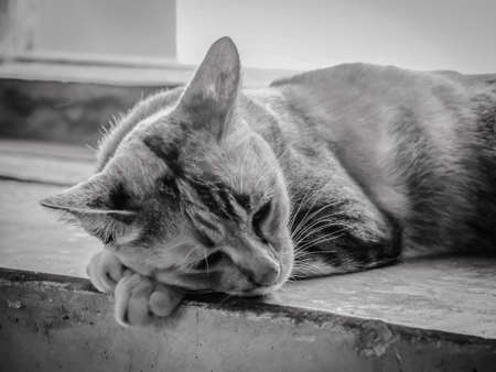 Closeup Portrait Of Lonely Sleepy Catの素材